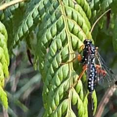 Echthromorpha intricatoria (Cream-spotted Ichneumon) at Surf Beach, NSW - 8 Sep 2024 by Hejor1