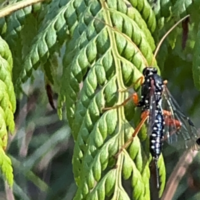 Echthromorpha intricatoria (Cream-spotted Ichneumon) at Surf Beach, NSW - 7 Sep 2024 by Hejor1