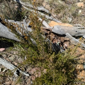 Pultenaea microphylla at Canberra Airport, ACT - 8 Sep 2024