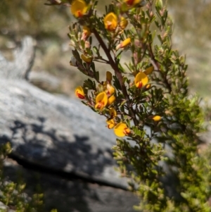 Pultenaea microphylla at Canberra Airport, ACT - 8 Sep 2024