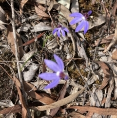 Cyanicula caerulea (Blue Fingers, Blue Fairies) at Aranda, ACT - 8 Sep 2024 by Jenny54