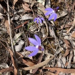 Cyanicula caerulea at Aranda, ACT - 8 Sep 2024