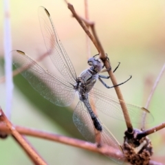 Orthetrum caledonicum (Blue Skimmer) at West Wodonga, VIC - 8 Sep 2024 by KylieWaldon