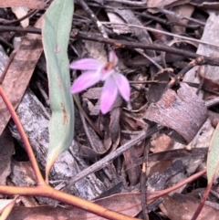 Caladenia fuscata (Dusky Fingers) at Aranda, ACT - 8 Sep 2024 by Jenny54