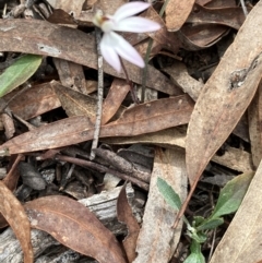 Caladenia fuscata (Dusky Fingers) at Aranda, ACT - 8 Sep 2024 by Jenny54