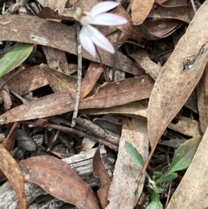 Caladenia fuscata at Aranda, ACT - 8 Sep 2024