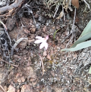 Caladenia fuscata at Uriarra Village, ACT - 8 Sep 2024