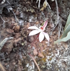 Caladenia fuscata at Uriarra Village, ACT - 8 Sep 2024