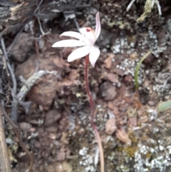 Caladenia fuscata at Uriarra Village, ACT - suppressed