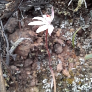 Caladenia fuscata at Uriarra Village, ACT - 8 Sep 2024