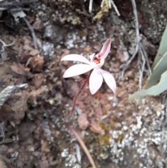 Caladenia fuscata at Uriarra Village, ACT - 8 Sep 2024