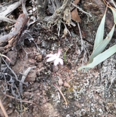 Caladenia fuscata at Uriarra Village, ACT - suppressed