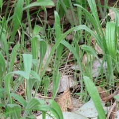 Plantago varia (Native Plaintain) at West Wodonga, VIC - 7 Sep 2024 by KylieWaldon