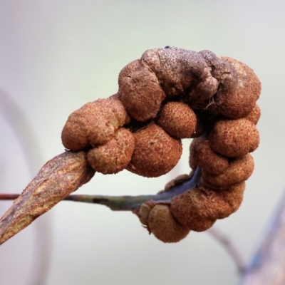 Uromycladium sp. (genus) (A gall forming rust fungus) at West Wodonga, VIC - 8 Sep 2024 by KylieWaldon