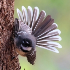 Rhipidura albiscapa (Grey Fantail) at West Wodonga, VIC - 7 Sep 2024 by KylieWaldon