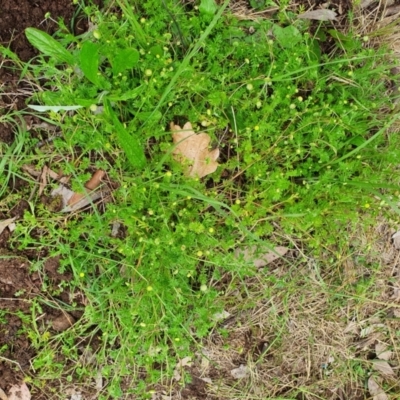 Cotula australis (Common Cotula, Carrot Weed) at Lyneham, ACT - 16 Oct 2022 by MPhillips