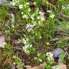 Asperula conferta (Common Woodruff) at Lyneham, ACT - 17 Oct 2022 by MPhillips