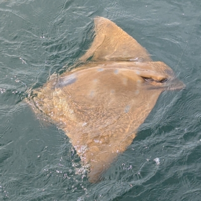 Unidentified Shark / Ray at Batemans Bay, NSW - 8 Sep 2024 by HelenCross