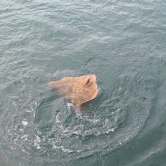 Myliobatis tenuicaudatus at Batemans Bay, NSW - 8 Sep 2024 11:39 AM