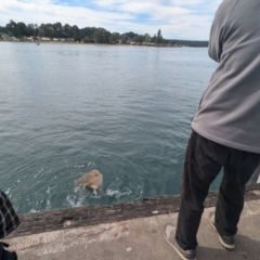 Myliobatis tenuicaudatus at Batemans Bay, NSW - 8 Sep 2024 11:39 AM