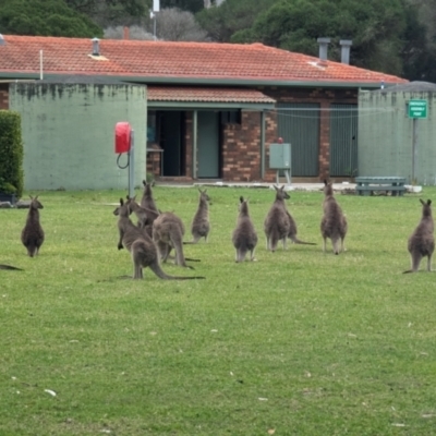 Macropus giganteus (Eastern Grey Kangaroo) at Kioloa, NSW - 7 Sep 2024 by HelenCross