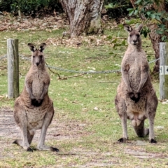 Macropus giganteus at Kioloa, NSW - 7 Sep 2024 02:20 PM