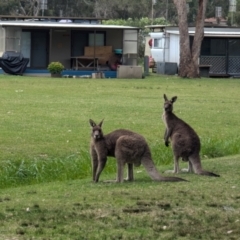 Macropus giganteus at Kioloa, NSW - 7 Sep 2024 02:20 PM