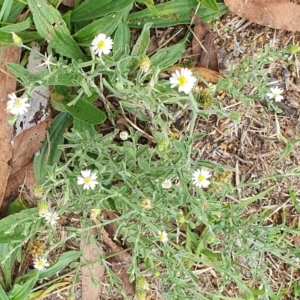 Vittadinia cuneata at Lyneham, ACT - 1 Jan 2024