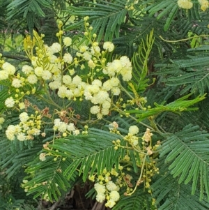 Acacia mearnsii at Lyneham, ACT - 17 Nov 2022