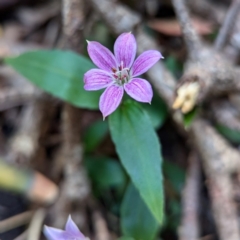 Schelhammera undulata (Lilac Lily) at Kioloa, NSW - 7 Sep 2024 by HelenCross