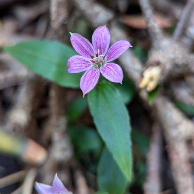 Schelhammera undulata (Lilac Lily) at Kioloa, NSW - 7 Sep 2024 by HelenCross