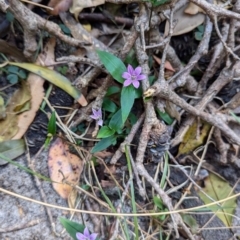 Schelhammera undulata at Kioloa, NSW - 8 Sep 2024