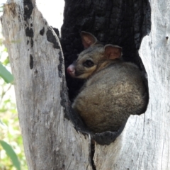 Trichosurus vulpecula (Common Brushtail Possum) at Kambah, ACT - 8 Sep 2024 by LineMarie