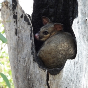 Trichosurus vulpecula at Kambah, ACT - 8 Sep 2024 01:53 PM