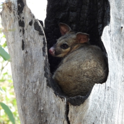 Trichosurus vulpecula (Common Brushtail Possum) at Kambah, ACT - 8 Sep 2024 by LinePerrins