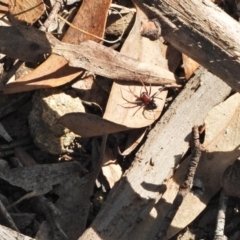 Habronestes bradleyi (Bradley's Ant-Eating Spider) at Kambah, ACT - 8 Sep 2024 by LineMarie