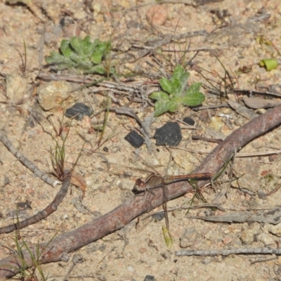 Diplacodes bipunctata (Wandering Percher) at Kambah, ACT - 8 Sep 2024 by LineMarie