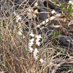 Cryptandra amara (Bitter Cryptandra) at Kambah, ACT - 8 Sep 2024 by LineMarie