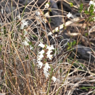 Cryptandra amara (Bitter Cryptandra) at Kambah, ACT - 8 Sep 2024 by LineMarie