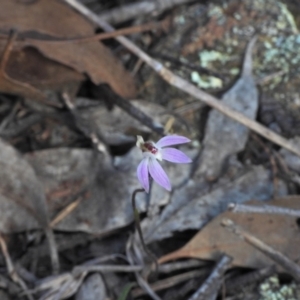 Caladenia fuscata at Kambah, ACT - 8 Sep 2024