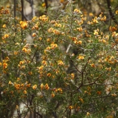 Dillwynia sieberi (Sieber's Parrot Pea) at Kambah, ACT - 8 Sep 2024 by LineMarie