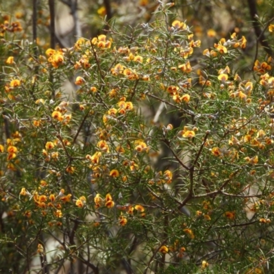 Dillwynia sieberi (Sieber's Parrot Pea) at Kambah, ACT - 8 Sep 2024 by LineMarie