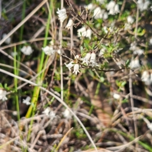 Cryptandra amara at Hawker, ACT - 8 Sep 2024 03:35 PM