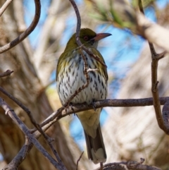 Oriolus sagittatus (Olive-backed Oriole) at Chisholm, ACT - 6 Sep 2024 by RomanSoroka