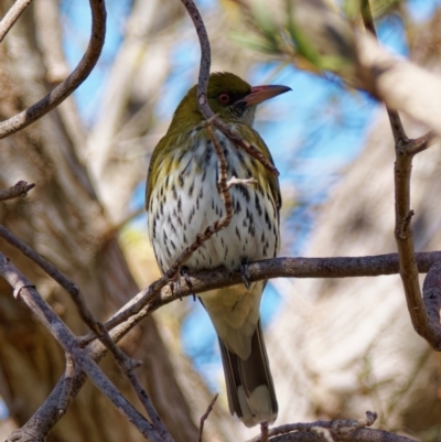 Oriolus sagittatus (Olive-backed Oriole) at Chisholm, ACT - 5 Sep 2024 by RomanSoroka