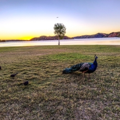 Pavo cristatus (Indian Peafowl) at Mount Isa, QLD - 12 Jul 2024 by Petesteamer