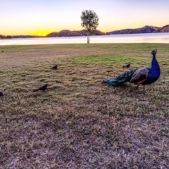 Pavo cristatus at Mount Isa, QLD - 12 Jul 2024 06:14 PM