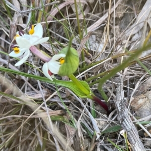 Wurmbea dioica subsp. dioica at Denman Prospect, ACT - 8 Sep 2024 03:25 PM