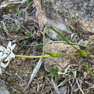 Wurmbea dioica subsp. dioica at Denman Prospect, ACT - 8 Sep 2024