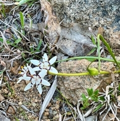 Wurmbea dioica subsp. dioica at Denman Prospect, ACT - 8 Sep 2024